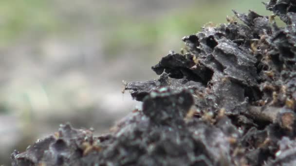 アリが森の中の巣に卵を集める Dan — ストック動画