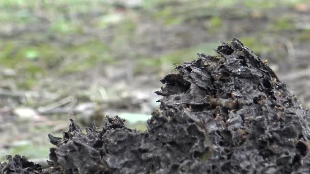 Las Hormigas Recogieron Huevos Vuelta Nido Bosque Dan — Vídeos de Stock