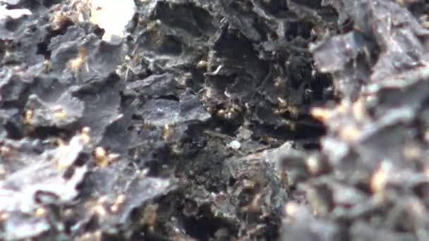 Ameisen Sammelten Eier Zurück Ihr Nest Wald — Stockvideo