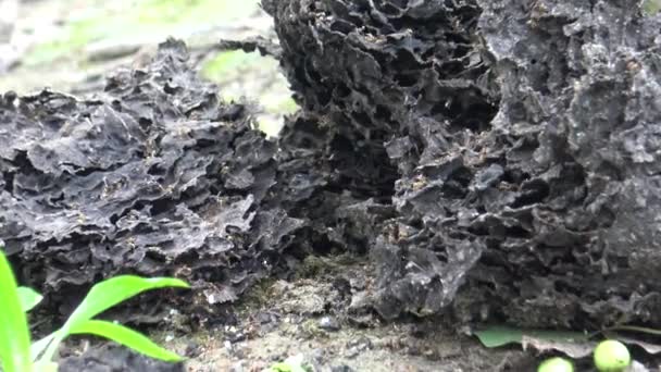 Ants Collected Eggs Back Nest Forest Dan — Stock Video