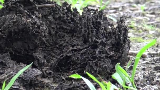 Mieren Verzamelden Eieren Terug Naar Hun Nest Het Bos Dan — Stockvideo
