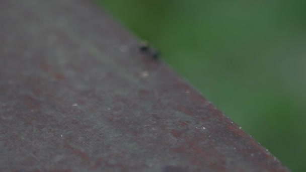 Macro slow motion of a big black ant Polyrhachis latona walking in the wild of forest at Taiwan. Gros plan de Slow-mo d'insectes formicaires.-Dan 