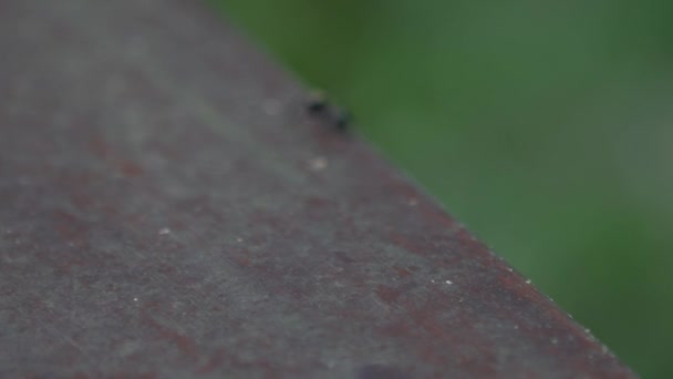 Macro Cámara Lenta Una Gran Hormiga Negra Polyrhachis Latona Caminando — Vídeos de Stock