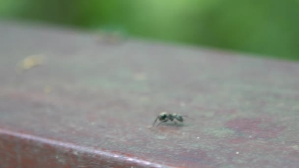 Makro Powolny Ruch Wielkiej Czarnej Mrówki Polyrhachis Latona Chodzącej Dziczy — Wideo stockowe