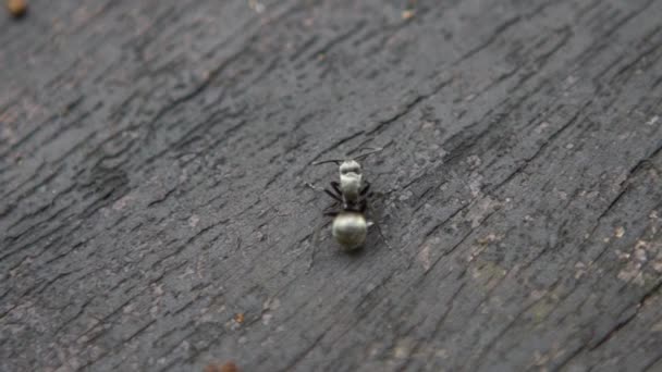 Macro lent mouvement de la grande fourmi noire Polyrhachis latona mange une chenille dans la forêt sauvage de Taïwan-Dan