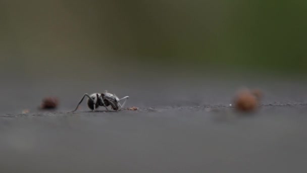 Macro Cámara Lenta Gran Hormiga Negra Polyrhachis Latona Está Comiendo — Vídeos de Stock