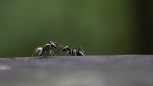 两只黑蚂蚁Polyrhachis Latona在激烈的争斗中慢动作 台湾森林荒原上的战斗被封锁 杀虫剂之间战斗的缓慢过程 — 图库视频影像