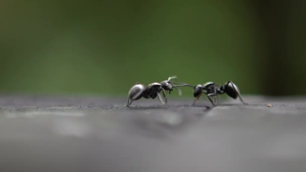 Macro Cámara Lenta Dos Hormigas Negras Polyrhachis Latona Teniendo Una — Vídeos de Stock