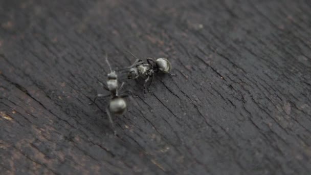 Macro slow motion of two black ants Polyrhachis latona having a serious battle against each other. Gros plan des combats dans la nature sauvage de la forêt à Taiwan. Ralentissez la lutte entre les insectes. - Dan 