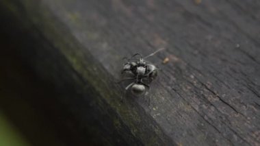 Polyrhachis latona adlı iki siyah karıncayı ağır çekimde birbirlerine karşı ciddi bir savaş veriyorlar. Tayvan 'ın vahşi ormanlarında savaşmaya yakın. Böcekler arasında ağır çekim dövüşü.