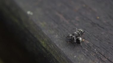 Polyrhachis latona adlı iki siyah karıncayı ağır çekimde birbirlerine karşı ciddi bir savaş veriyorlar. Tayvan 'ın vahşi ormanlarında savaşmaya yakın. Böcekler arasında ağır çekim dövüşü.