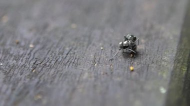 Polyrhachis latona adlı iki siyah karıncayı ağır çekimde birbirlerine karşı ciddi bir savaş veriyorlar. Tayvan 'ın vahşi ormanlarında savaşmaya yakın. Böcekler arasında ağır çekim dövüşü.