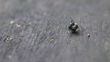 Polyrhachis latona adlı iki siyah karıncayı ağır çekimde birbirlerine karşı ciddi bir savaş veriyorlar. Tayvan 'ın vahşi ormanlarında savaşmaya yakın. Böcekler arasında ağır çekim dövüşü.