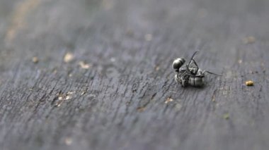 Polyrhachis latona adlı iki siyah karıncayı ağır çekimde birbirlerine karşı ciddi bir savaş veriyorlar. Tayvan 'ın vahşi ormanlarında savaşmaya yakın. Böcekler arasında ağır çekim dövüşü.