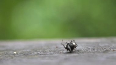 Polyrhachis latona adlı iki siyah karıncayı ağır çekimde birbirlerine karşı ciddi bir savaş veriyorlar. Tayvan 'ın vahşi ormanlarında savaşmaya yakın. Böcekler arasında ağır çekim dövüşü.