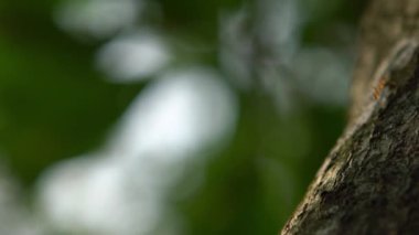 Tayvan 'da bir ağaçta yürüyen kırmızı karıncanın yavaş hareketi. Doğa yeşili arka planda, dalda duran ateş karıncaları hareketini kapatın. Makro çekim böceği, seçici odaklanma ve serbest alan.