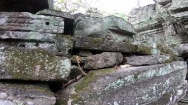 4k, Kamboçya 'da bir tapınak duvarındaki kertenkele. Eutropis multifasciata çok çizgili güneş lekesi olarak bilinir. Burun ılımlı, kalın kafalı. Göz kapağı pullu. Ta Promt Tapınağı.