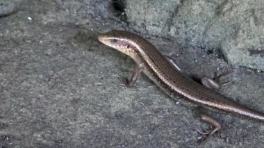 4K, Kertenkele kameraya bakıyor. Eutropis multifasciata çok çizgili güneş lekesi olarak bilinir. Burun ılımlı, kalın kafalı. Göz kapağı pullu. Kamboçya 'daki Angkor Thom Bayon Tapınağı.