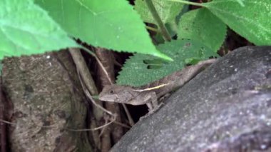 4K, Swinhoe 'nun Japalura' sı kayanın içinde. Japalura swinhonis, Tayvan 'a özgü bir kertenkele türüdür. Taipei-Dan 'deki Tayvan Daan Orman Parkı' ndaki bahçe.