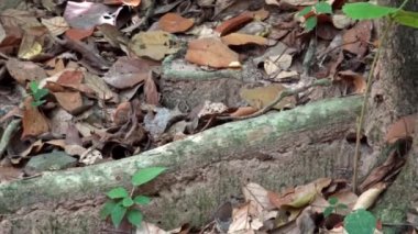 4k, Kertenkele Zoom Kamboçya tropikal ormanının ortasında yaprakların arasında sürünüyor. Eutropis multifasciata, Angkor Thom Ta Son Tapınağı 'ndaki yağmur ormanlarında yaygın olarak bilinen güneş lekesi.
