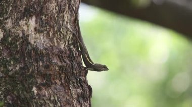 Swinhoe 's Japalura in tree, Japalura swinhonis, Tayvan' a özgü bir kertenkele türü.