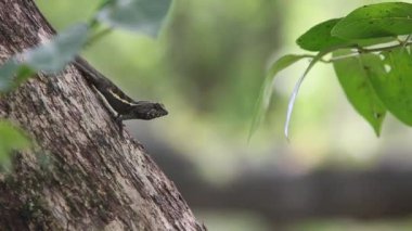 Swinhoe 's Japalura in tree, Japalura swinhonis, Tayvan' a özgü bir kertenkele türü.