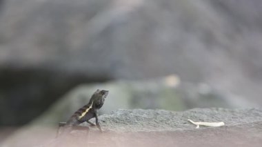 Swinhoe 'nun Japalura' sı Japalura Swinhonis, Tayvan 'a özgü bir kertenkele türüdür.