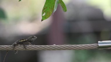 Japalura Swinhoe, Tayvan 'a özgü bir kertenkele türüdür. Tayvan' daki Tayvan Daan Orman Parkı 'nda bir bahçedir.