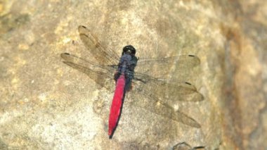Lyriothemis elegantissima 'yı yakından çek, Tayvan' daki bir dağda kanatlarını çırpan kırmızı bir yusufçuk.