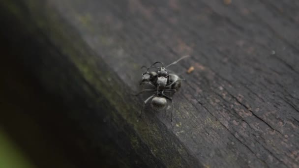 2つの黒いアリのマクロスローモーションポリラシスラトナは互いに深刻な戦いを持っています 台湾での森林の野生での戦いの閉鎖 昆虫の間の戦いの遅いモ — ストック動画