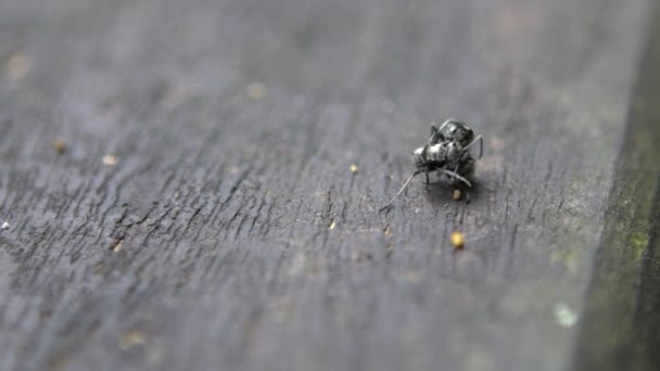 2つの黒いアリのマクロスローモーションポリラシスラトナは互いに深刻な戦いを持っています 台湾での森林の野生での戦いの閉鎖 昆虫の間の戦いの遅いモ — ストック動画