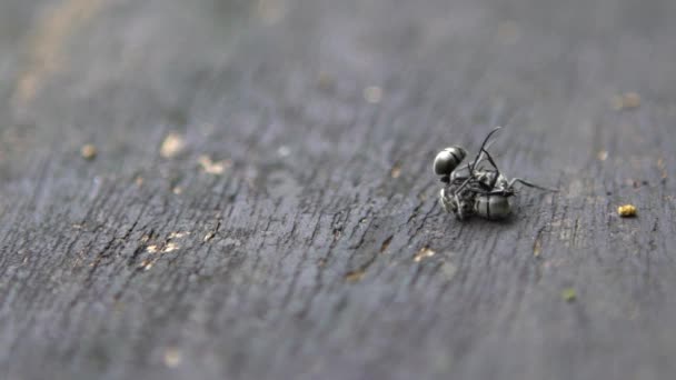 Macro slow motion of two black ants Polyrhachis latona having a serious battle against each other. Gros plan des combats dans la nature sauvage de la forêt à Taiwan. Ralentissez la lutte entre les insectes. - Dan 