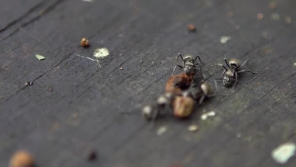アリポリラシスラトナのマクロスローモーショングループは 森林台湾の冬虫夏草を攻撃し 食べています たくさんの大きなアリの群れのスローモは食べ物のために巣に死んだバグを運びます 閉鎖植民地 英語版 — ストック動画