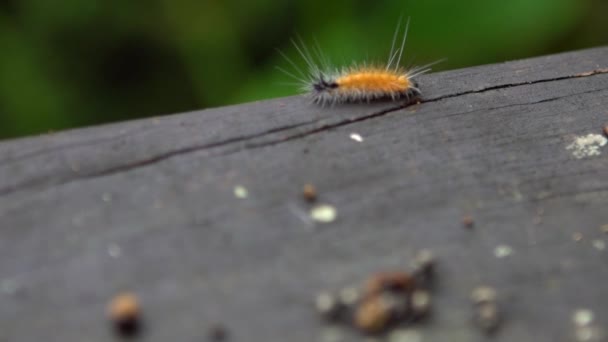 Makro Grupa Powolnego Ruchu Mrówki Polyrhachis Latona Atakuje Zjada Gąsienicę — Wideo stockowe