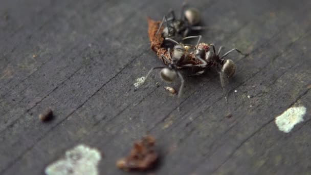 Macro Gruppo Rallentatore Formiche Polyrhachis Latona Che Attacca Mangia Bruco — Video Stock