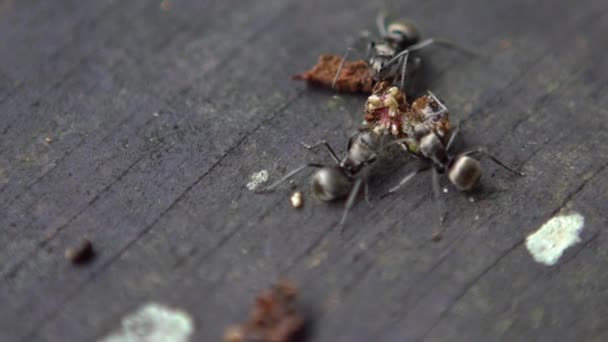 Macro Slow Motion Group Ant Polyrhachis Latona Attacking Eating Caterpillar — Stock Video