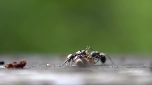 Macro Grupo Câmera Lenta Formiga Polyrhachis Latona Atacando Comendo Uma — Vídeo de Stock