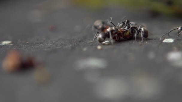 Macro Cámara Lenta Grupo Hormigas Polyrhachis Latona Atacar Comer Una — Vídeos de Stock