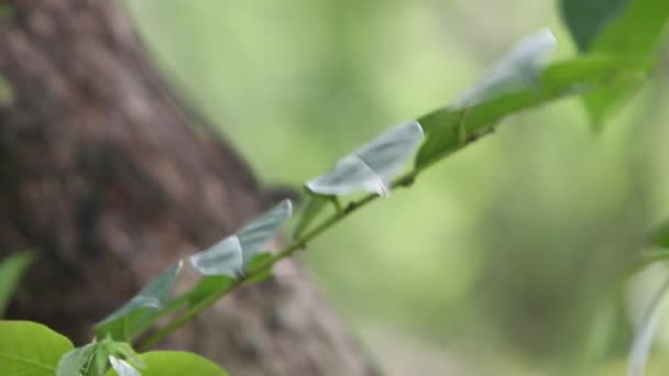 Swinhoe Japalura Tree Japalura Swinhonis Uma Espécie Lagarto Endémica Taiwan — Vídeo de Stock