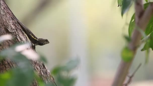 호에의야 야구라 Japalura Swinhonis 타이완 토착종의 도마뱀으로 이베이 타이완 공원의 — 비디오