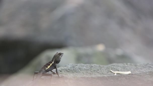 Swinhoe Japalura Rock Japalura Swinhonis Lizard Species Endemic Taiwan Garden — Stock Video