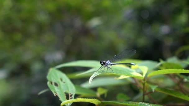 青い尾のダムセルフライのゆっくりとした動き イシュヌラは翼を羽ばたきます 台湾の野生の森の植物の緑の葉に包まれた濃い青 紫のトンボのクローズアップ — ストック動画