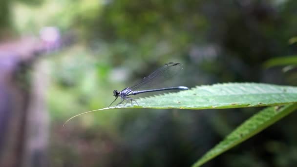 Slow Motion Blue Tailed Damselfly Ischnura Elegans Flapping Its Wings — Stock Video