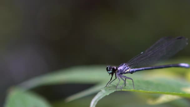 マクロ青い尾のダムセルフライのスローモーション イシュヌラは翼を羽ばたきます 台湾の野生の森の植物の緑の葉に包まれた濃い青 紫のトンボのクローズアップ — ストック動画