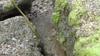 4k, Nereid Solucanı Pingtung County, Tayvan Kenting Ulusal Parkı Deniz Burnu 'nda kıyı şeridinde. Nereis latescens, deniz solucanının bir türüdür.