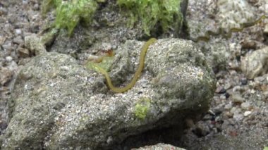 4k, Nereid Solucanı Pingtung County, Tayvan Kenting Ulusal Parkı Deniz Burnu 'nda kıyı şeridinde. Nereis latescens, deniz solucanının bir türüdür.