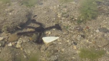 4k, Kırılgan Deniz Yıldızı Kara Deniz Yıldızı, Tayvan 'ın Pingtung İlçesi' nin sahil şeridinde deniz yıldızı olarak da bilinir.