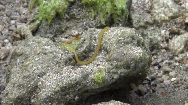 4k, Nereid Worm in the coastline at Pingtung County, Taiwan Kenting National Park Seascape. Nereis latescens is a species of marine segmented worm.-Dan — Stock Footage Nereid Worm Coastline Pingtung County Taiwan Kenting National Park Seascape Stock Footage