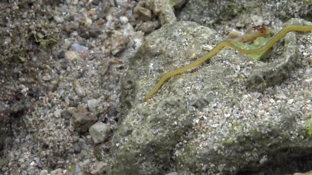 Nereid Worm Coast Line Pingtung County Taiwan Kenting National Park — Stock video