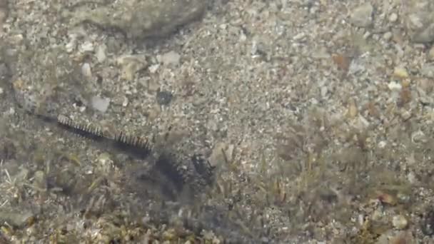 Brittle Sea Star Black Starfish Also Known Serpent Stars Coastline — Stock Video